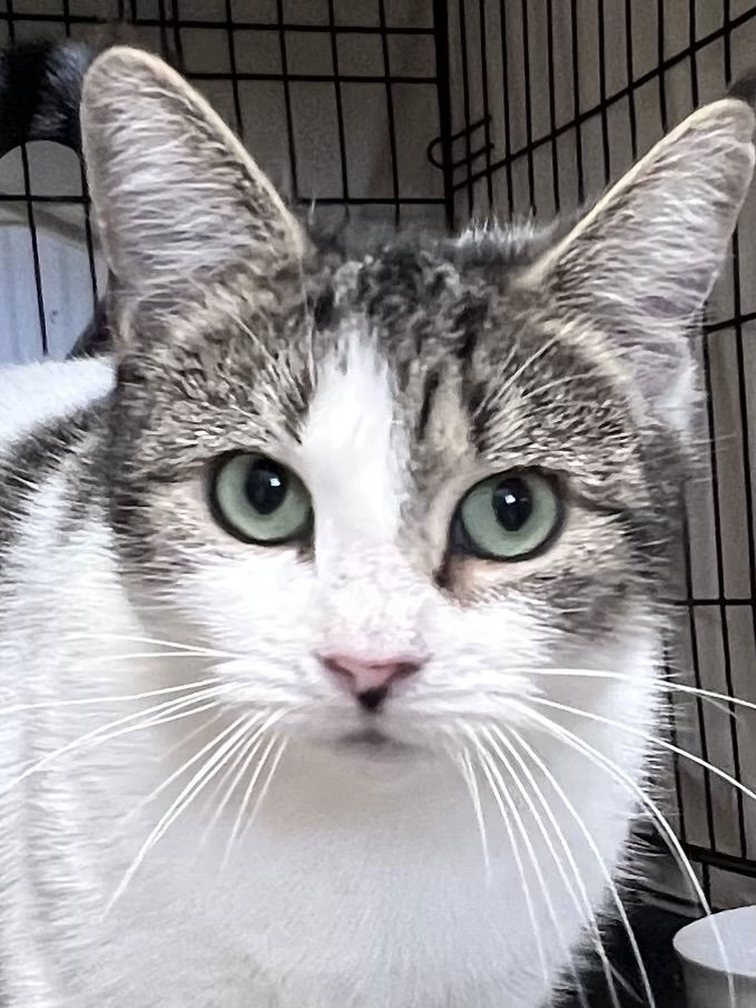 Mochi FCID# 10/31/025 - 105 Willow Grove