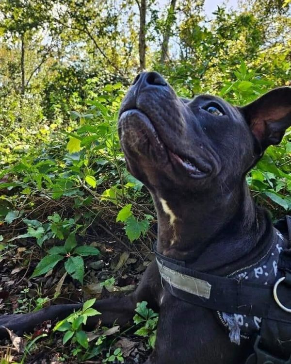 . Shayla thumbnail 2