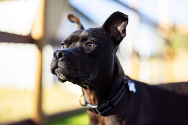 . Shayla thumbnail 5