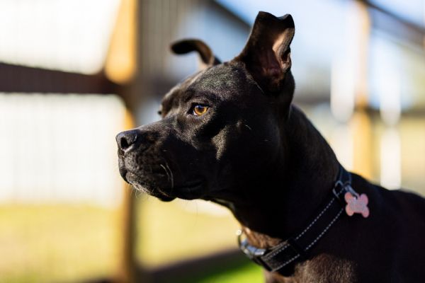 . Shayla thumbnail 6