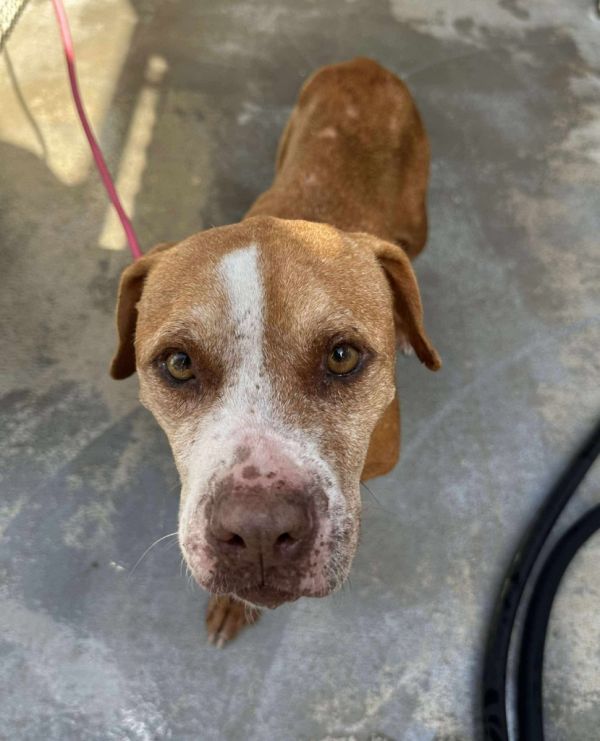 Pumpkin Pie thumbnail 2