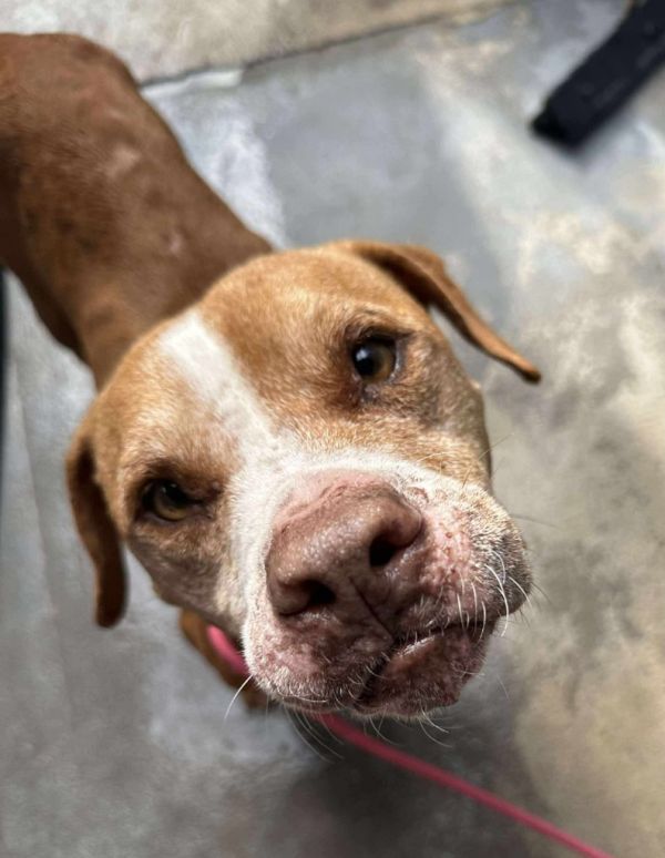 Pumpkin Pie thumbnail 3