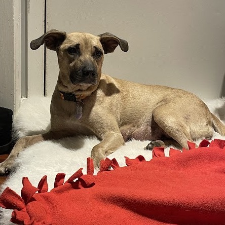 Georgie (fka Bonnie)