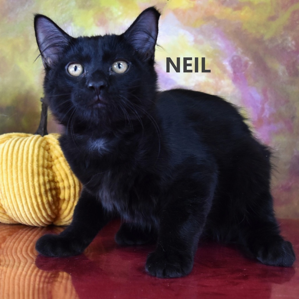 Neil