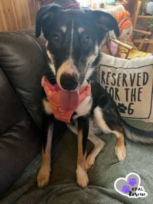 Trumpet - Brass Litter