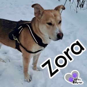 Zora - States Litter Mom