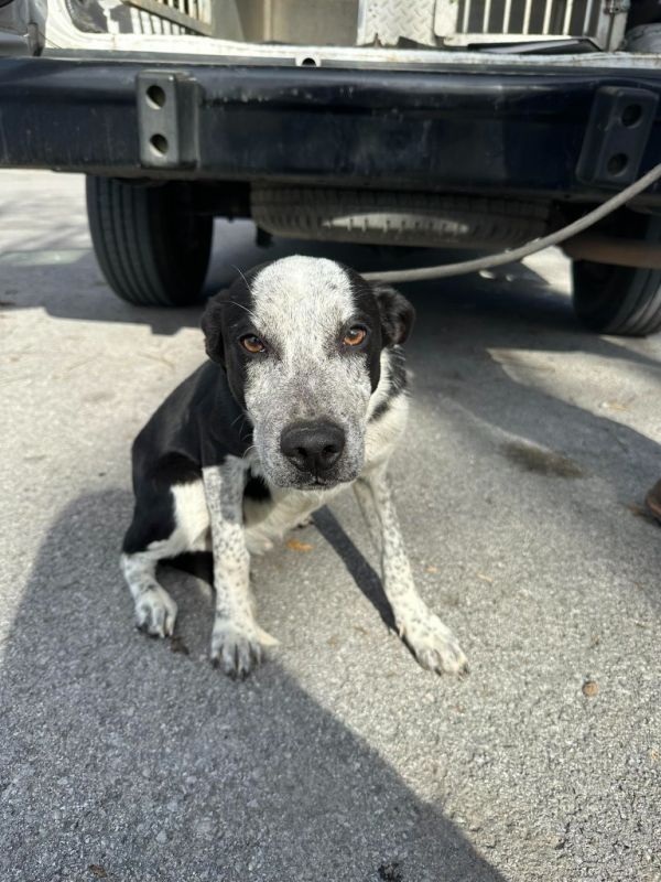 Pecan Pie thumbnail 2