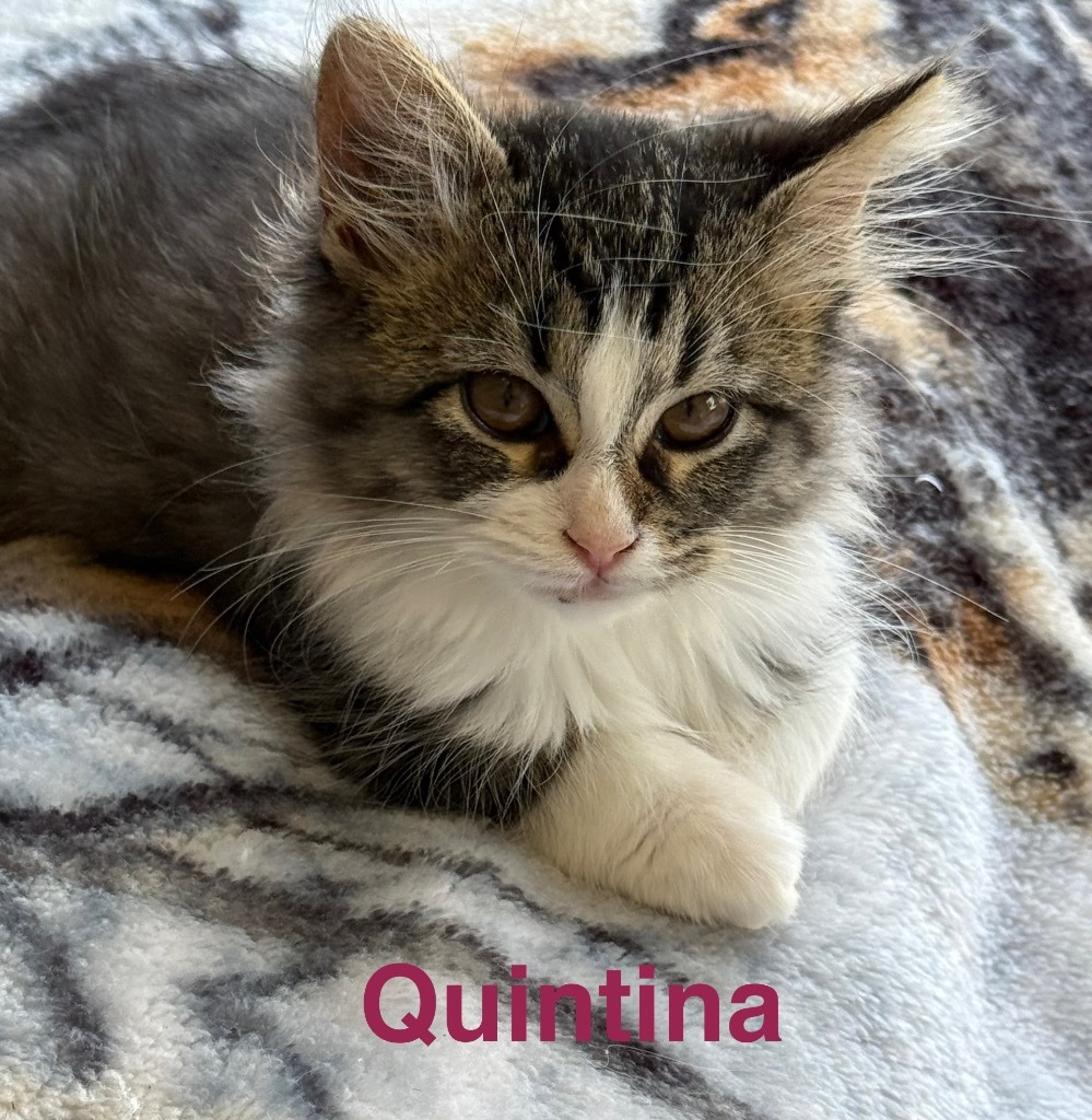 Quintina