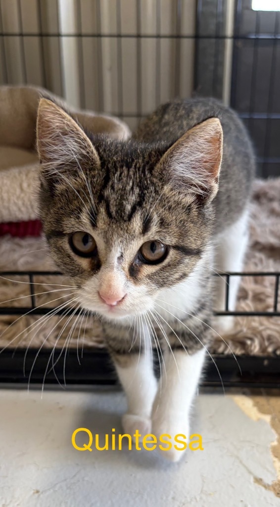 Quintessa