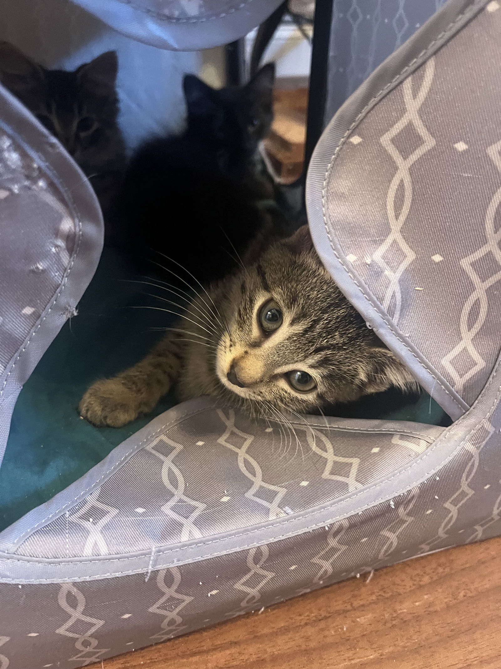 Lil Bit (FCID# 10/29/2025 - 67) DC