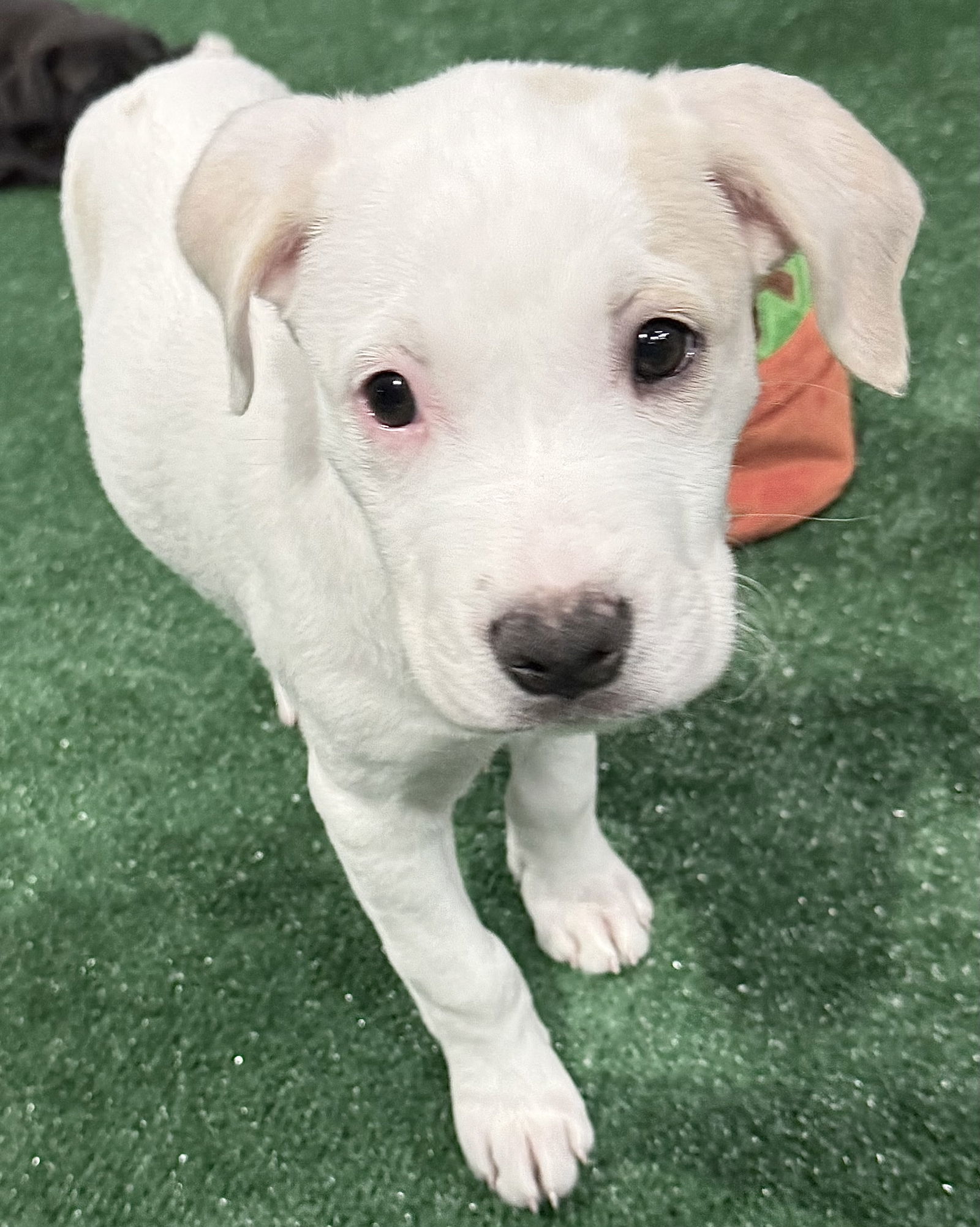 Frannie FH - Aloft Hotel DTO