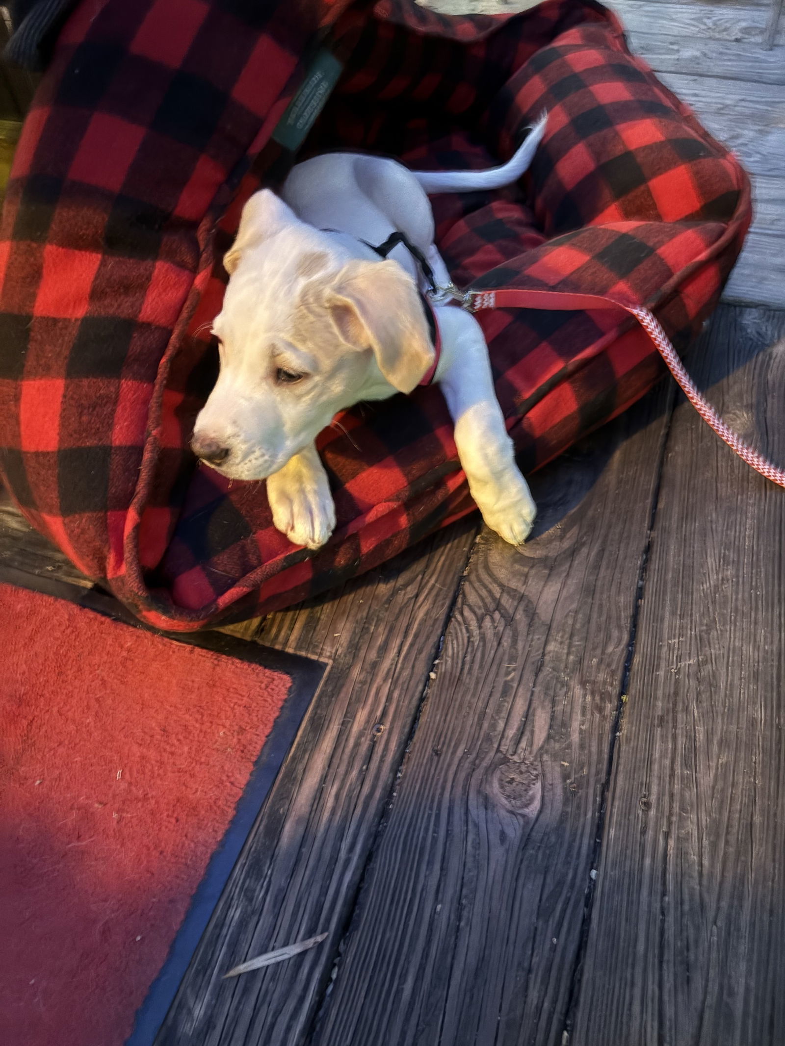 Frannie FH - Aloft Hotel DTO