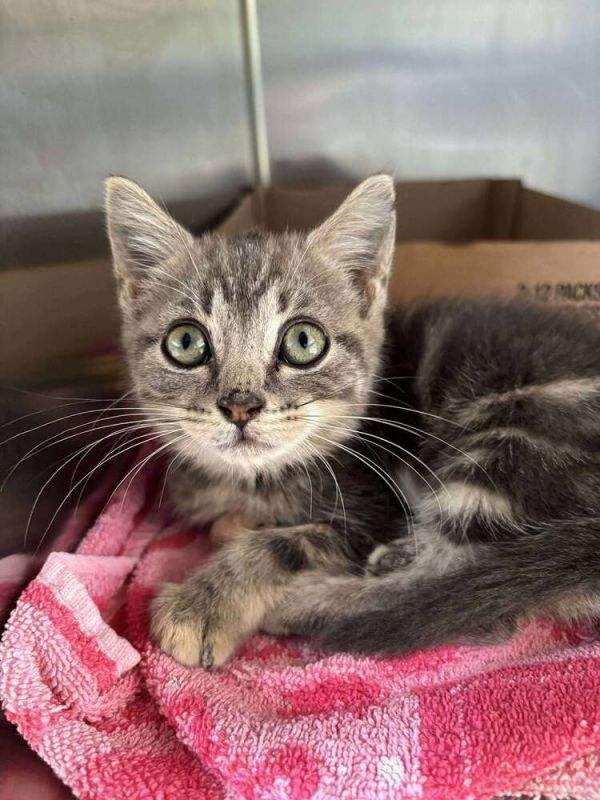 Butterfly thumbnail 2