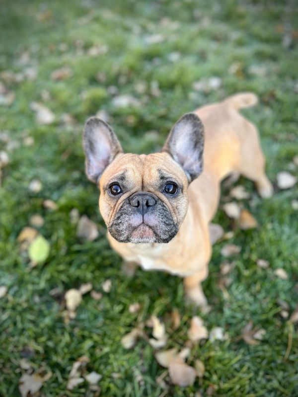 Charlie Girl thumbnail 2