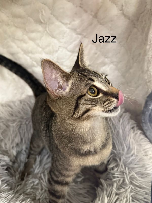 Jazz