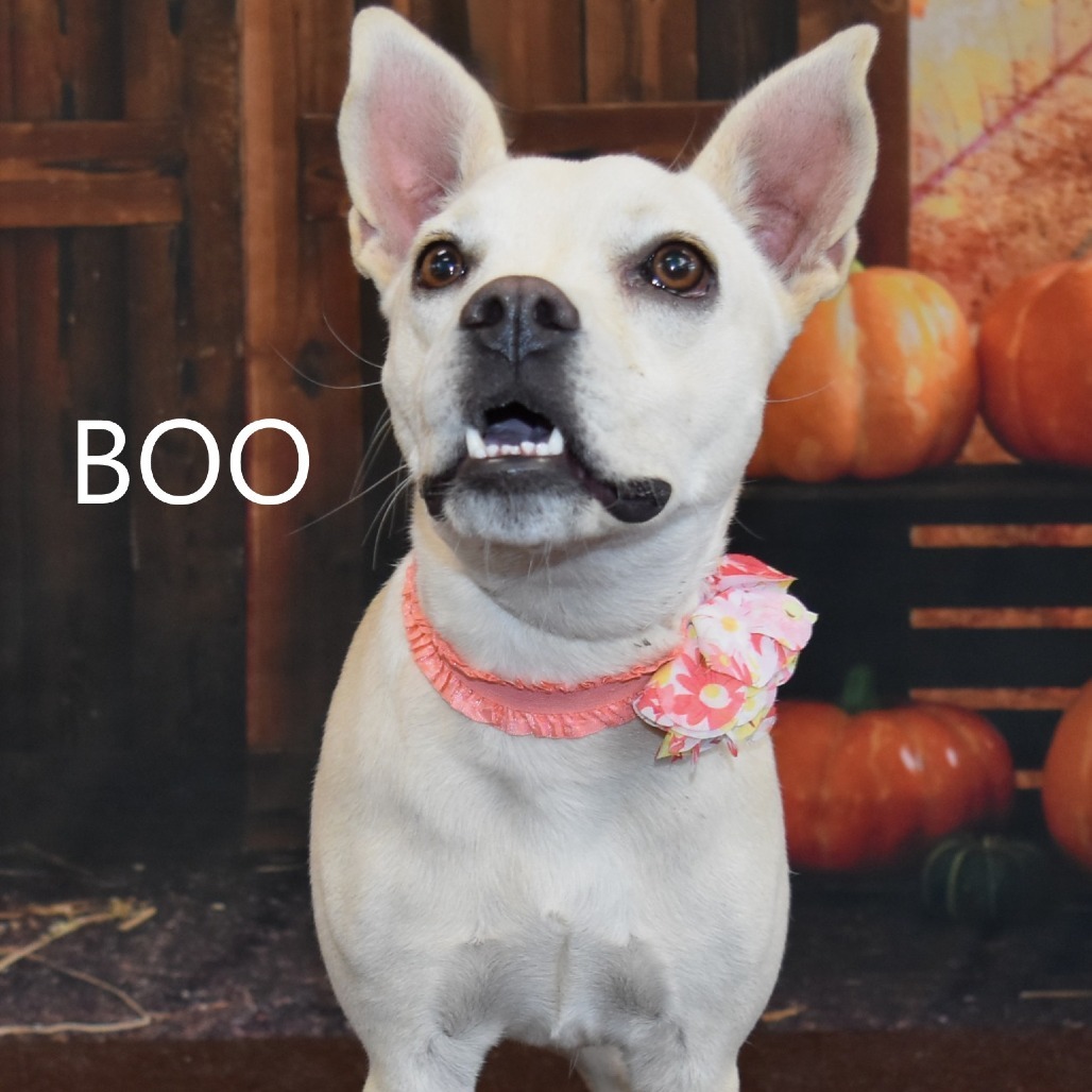 Boo