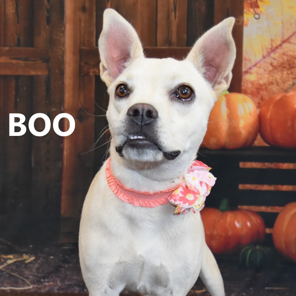 Boo