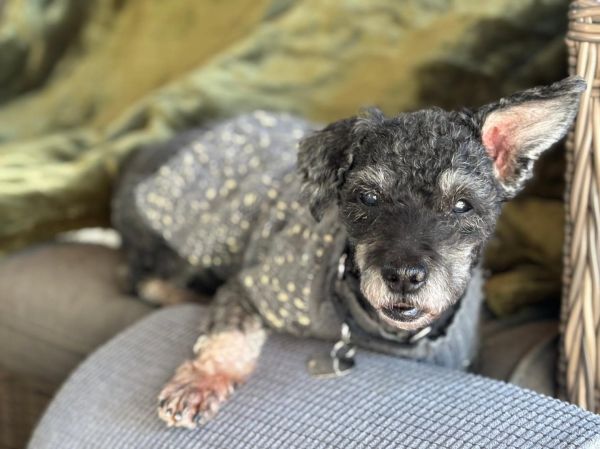 Poppy Seed thumbnail 2