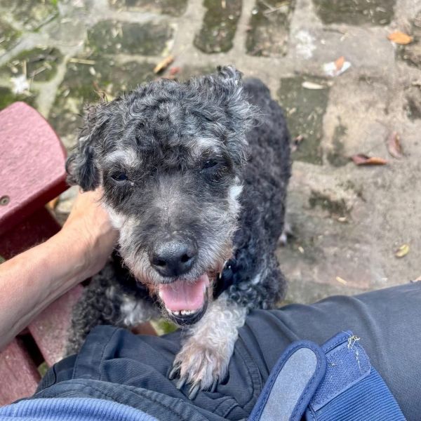 Poppy Seed thumbnail 3