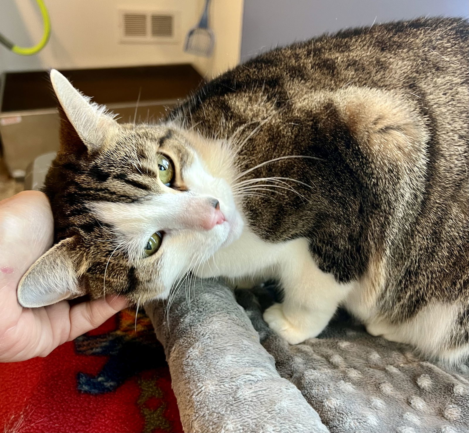 Lola (aka Lyla) FCID#01/04/2024-89