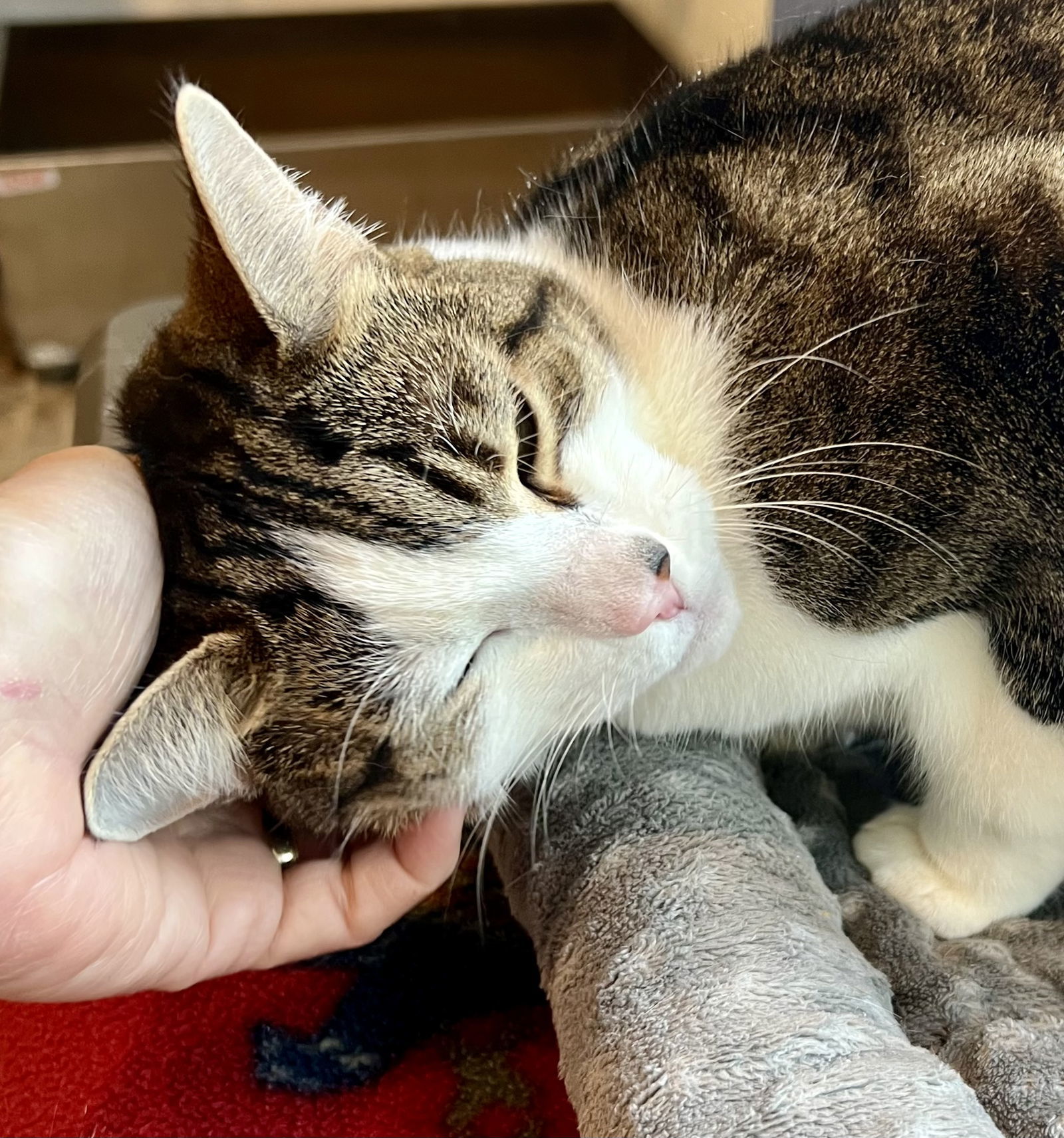 Lola (aka Lyla) FCID#01/04/2024-89