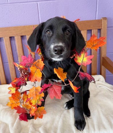 Annabelle thumbnail 2