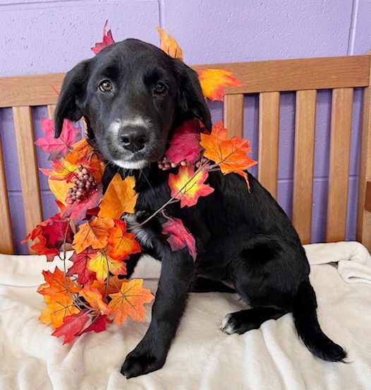 Annabelle thumbnail 3