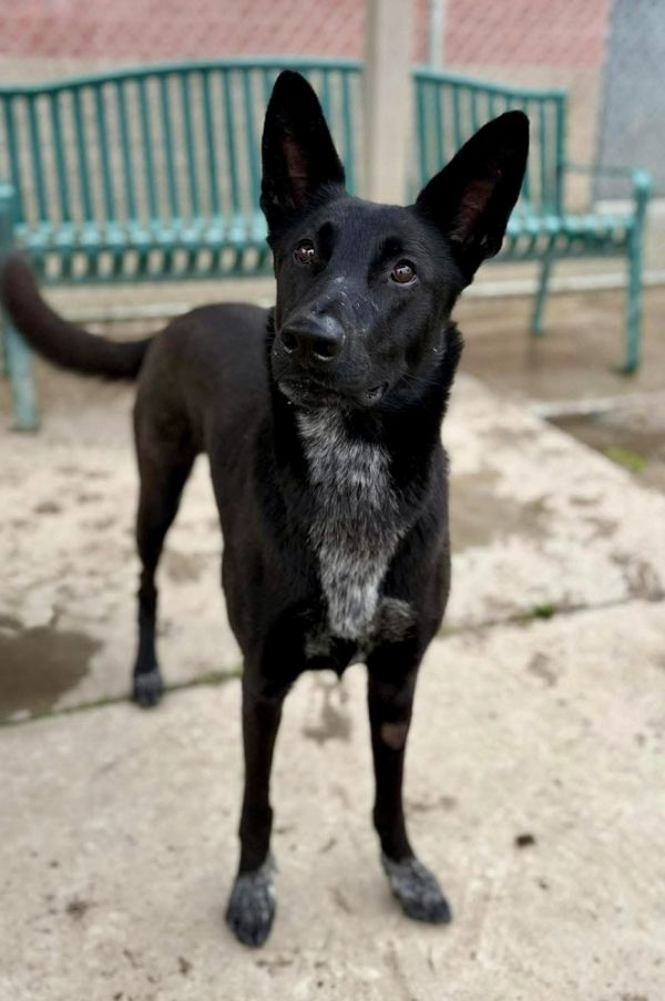 Chiquita thumbnail 3