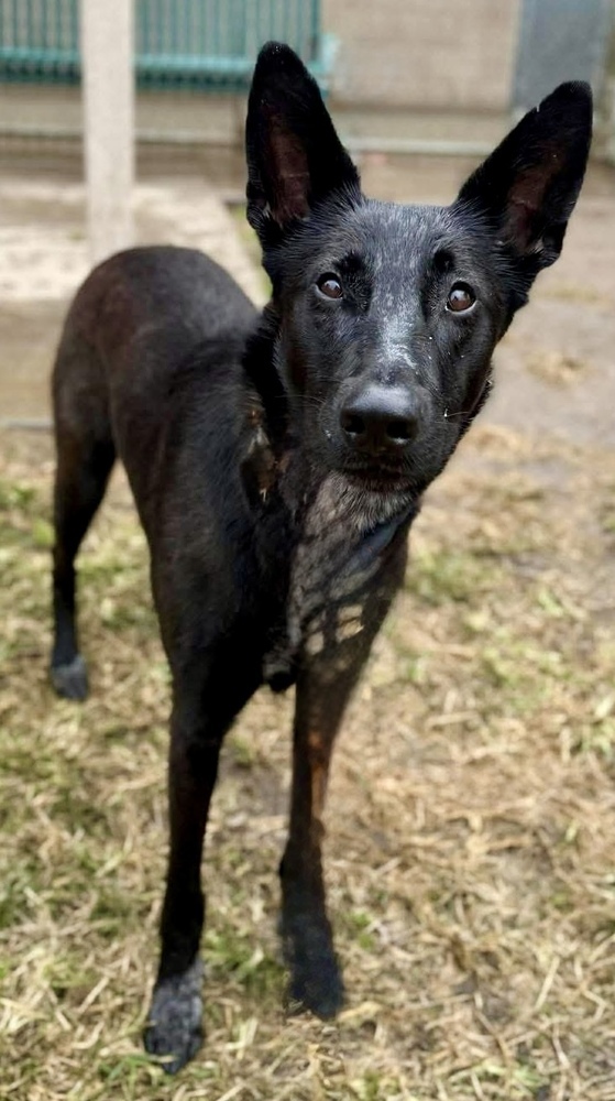 Chiquita thumbnail 4