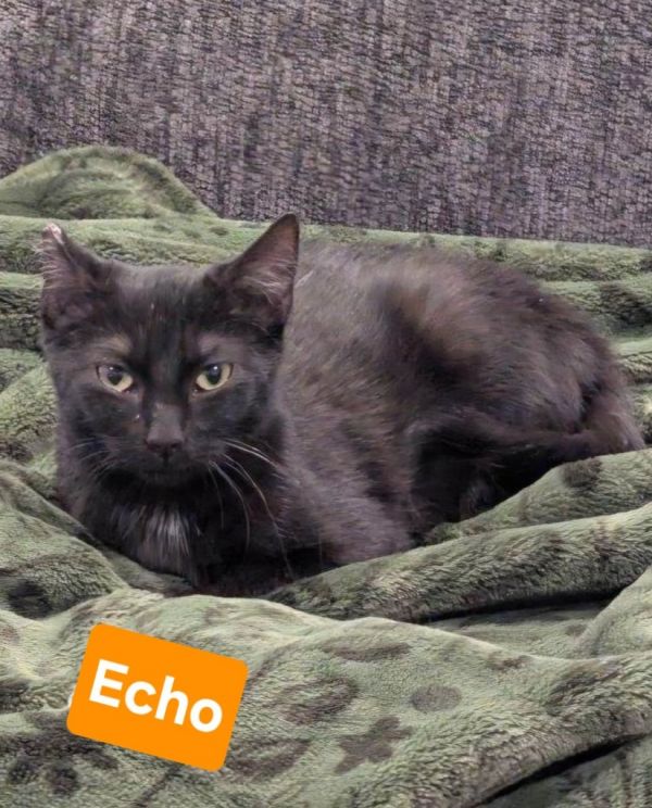 Echo