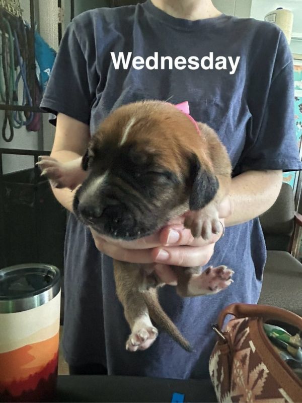 Wednesday thumbnail 2