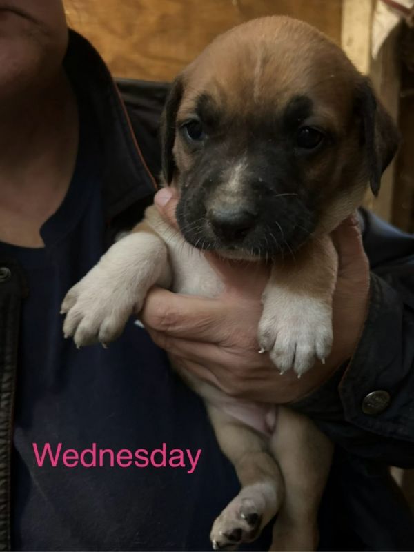 Wednesday thumbnail 3