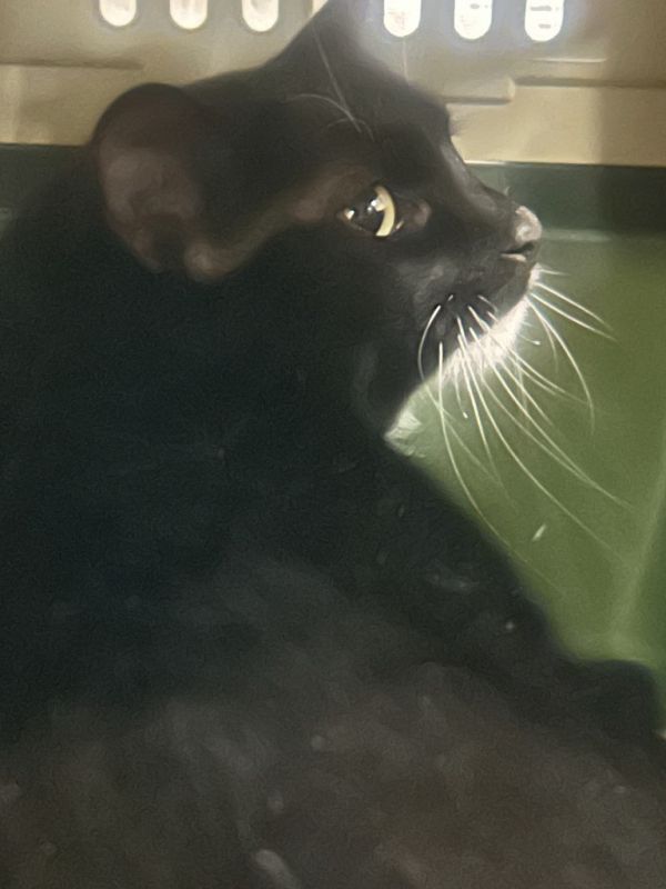 Ace Zuzu thumbnail 2