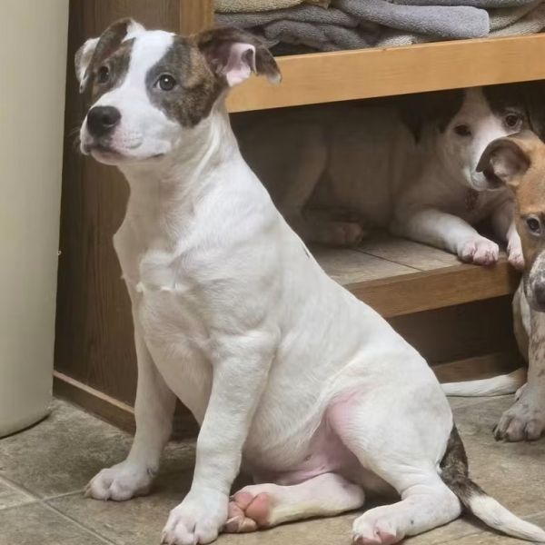 Einstein thumbnail 3