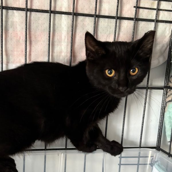 Peppercorn Rockyfork