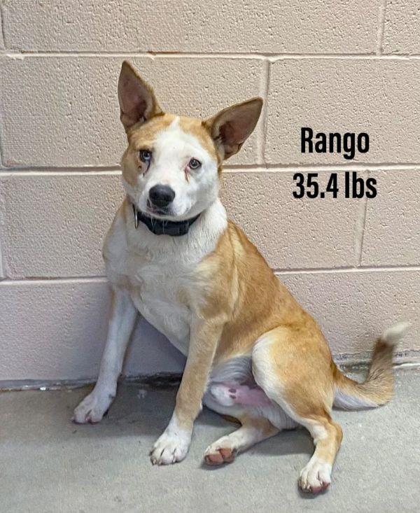 Rango