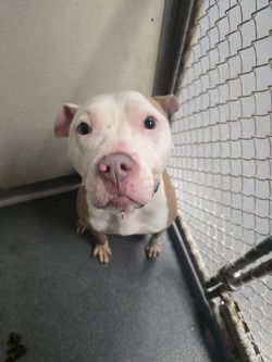 DA 23 Zeus aka Beast Taquitos