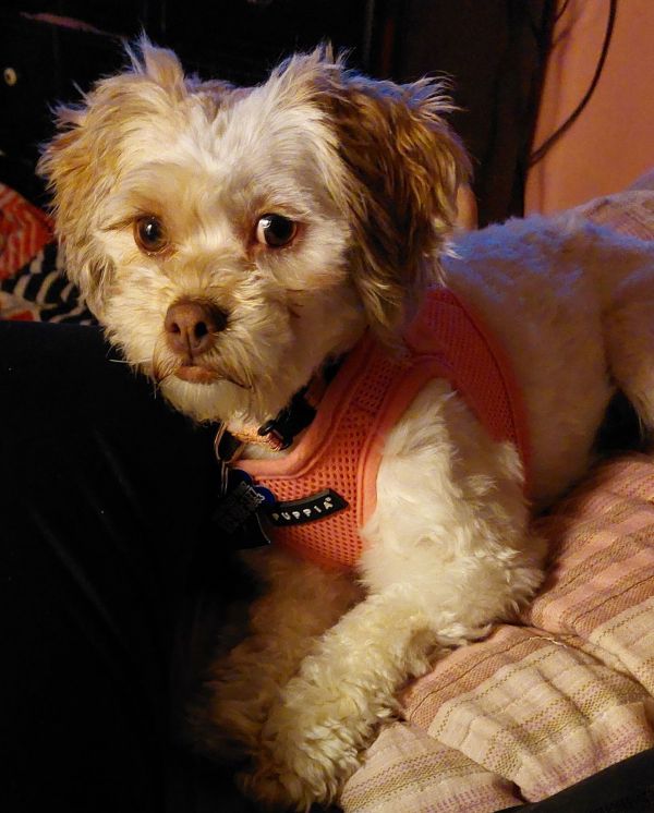 Poppy Maeos thumbnail 2