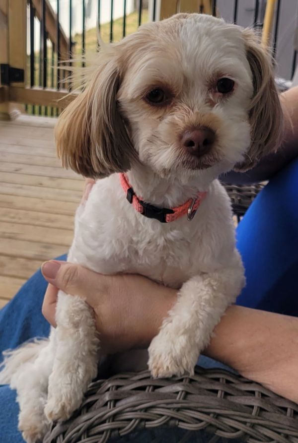 Poppy Maeos thumbnail 3