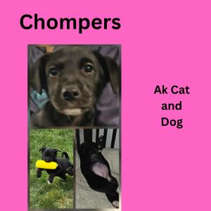 Chompers (Bluey pup 1)