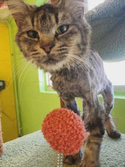 Countess Tattertail thumbnail 3