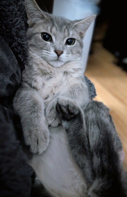 Wednesday (Collier rouge)