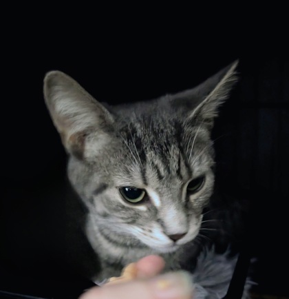 Damien (pas de collier)