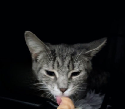 Damien (pas de collier)