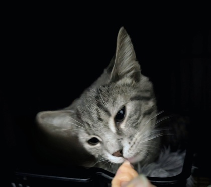 Damien (pas de collier)