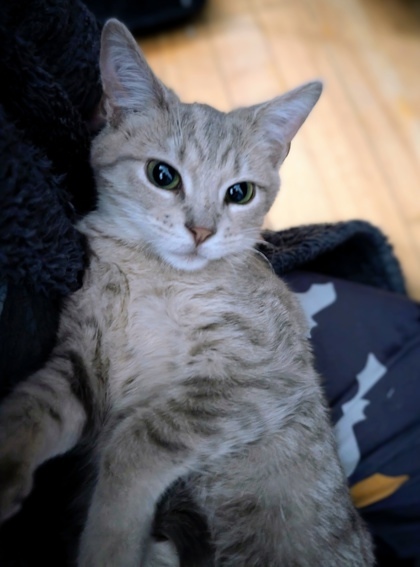 Casper (Collier Jaune)