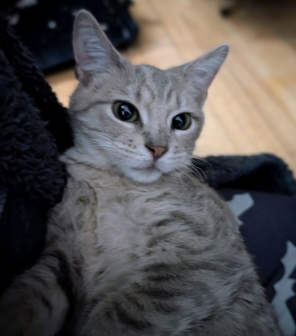 Casper (Collier Jaune)