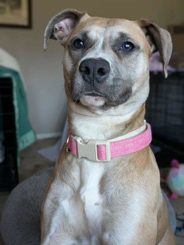 Lucky Clover thumbnail 2