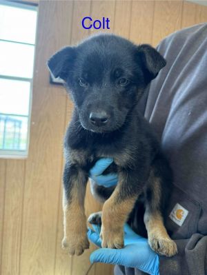 Colt