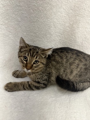 Meowtato thumbnail 2